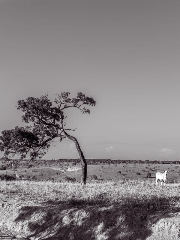 PAISAGEM BUCÓLICA EM PRETO E BRANCO