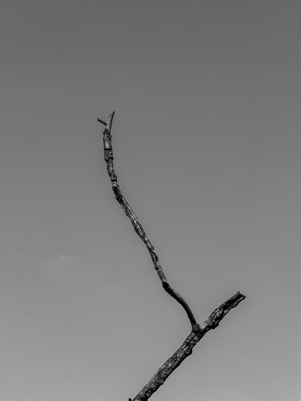 MINIMALISMO COM GALHO DE ÁRVORE EM PRETO E BRANCO
