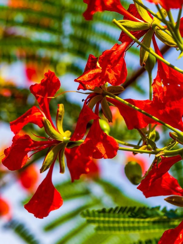 FLORES DO BOUGAINVILLE