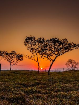 PÔR DO SOL NO CERRADO ENTRE ÁRVORES