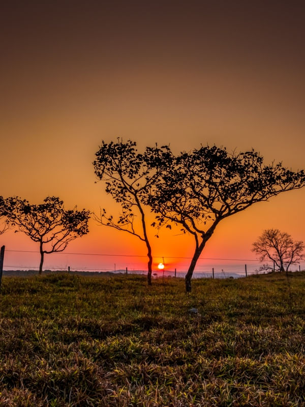 PÔR DO SOL NO CERRADO ENTRE ÁRVORES