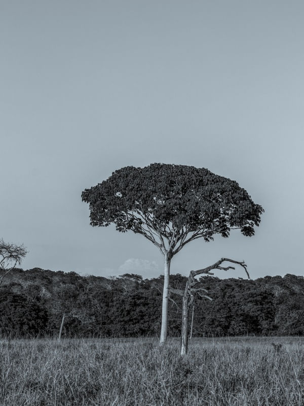 ÁRVORE EM PRETO E BRANCO NO CERRADO