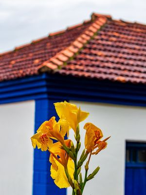 FLOR AMARELA COM CASA DE FAZENDA AO FUNDO