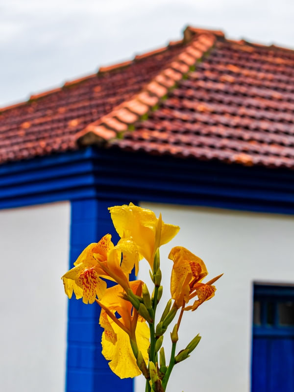 FLOR AMARELA COM CASA DE FAZENDA AO FUNDO