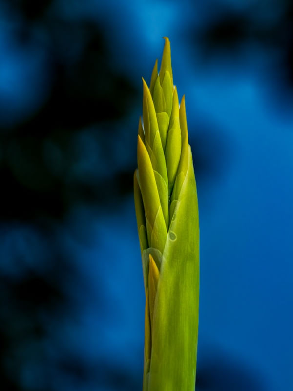 FOLHA DE UMA PLANTA