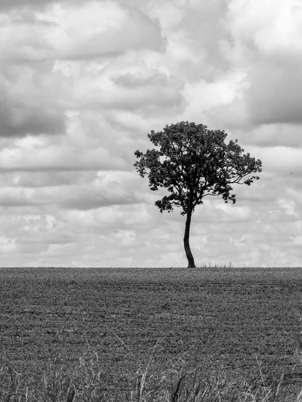 ÁRVORE SOLITÁRIA NO CAMPO
