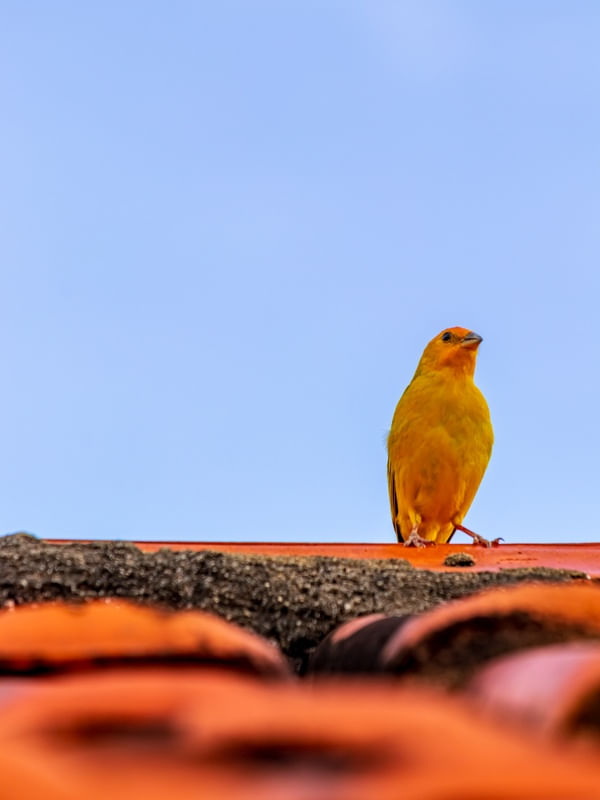 LINDO CANARINHO NO TELHADO