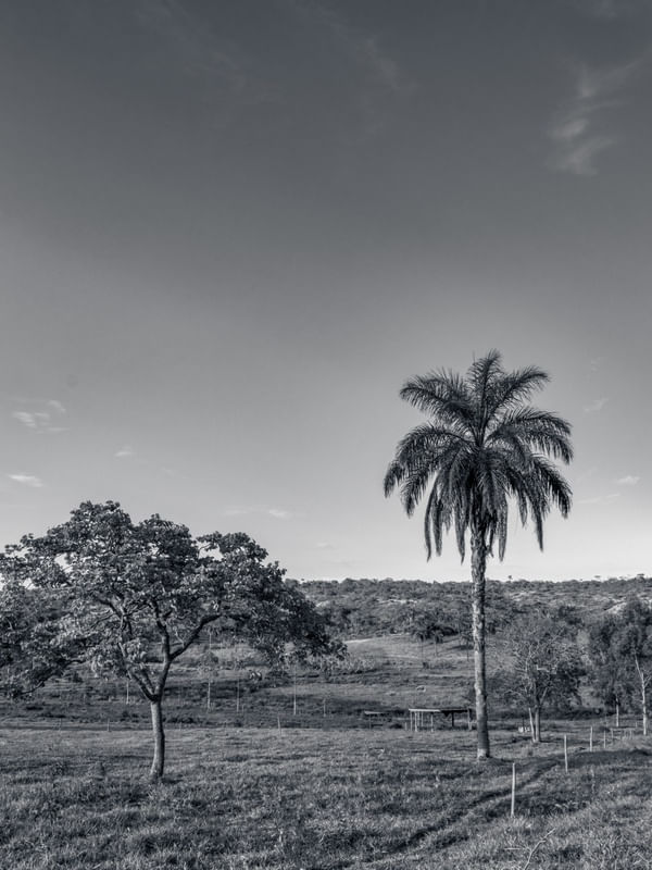 PAISAGEM RURAL COM ÁRVORES