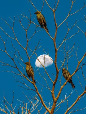 PÁSSAROS NA ÁRVORE COM A LUA AO FUNDO