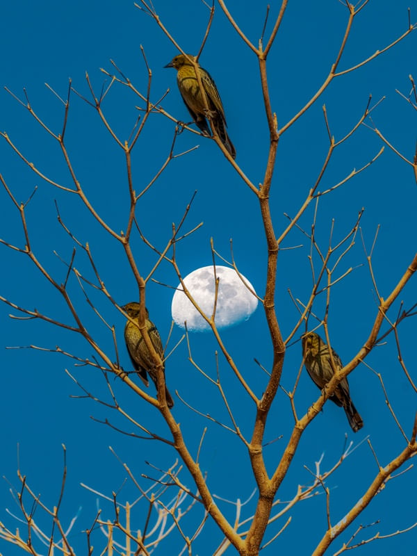 PÁSSAROS NA ÁRVORE COM A LUA AO FUNDO