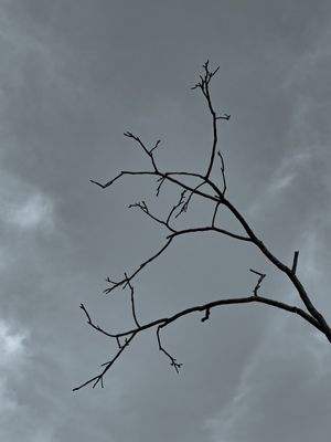 GALHOS EM PRETO E BRANCO 06