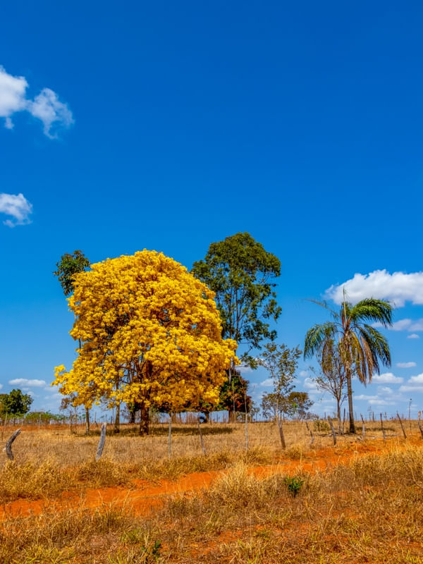 IPÊ AMARELO NO CAMPO