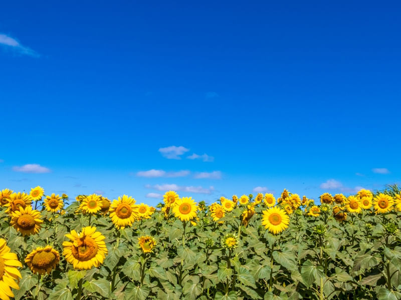 CAMPO DE GIRASSÓIS SOB CÉU AZUL