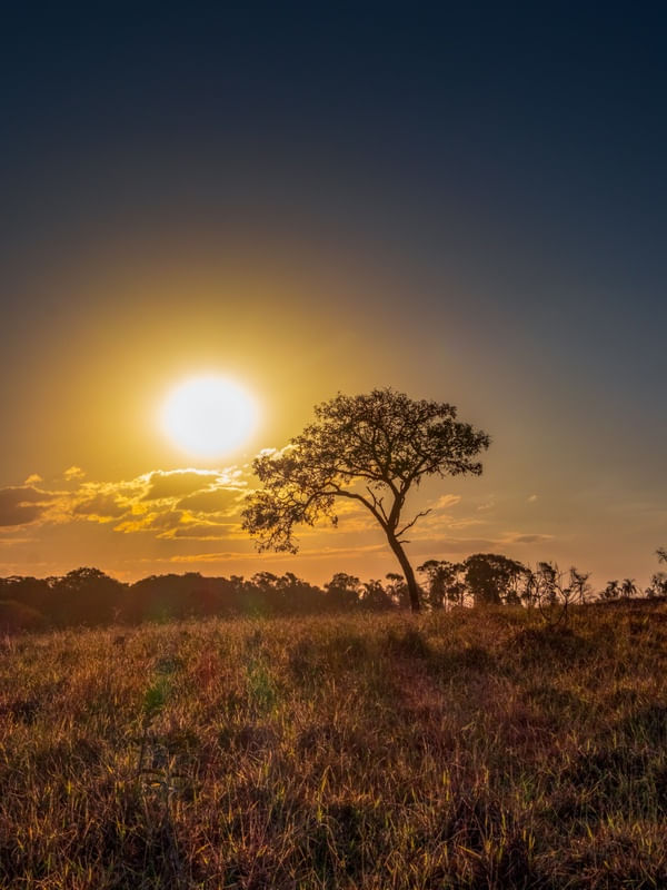 PÔR DO SOL COM ÁRVORE NO CAMPO