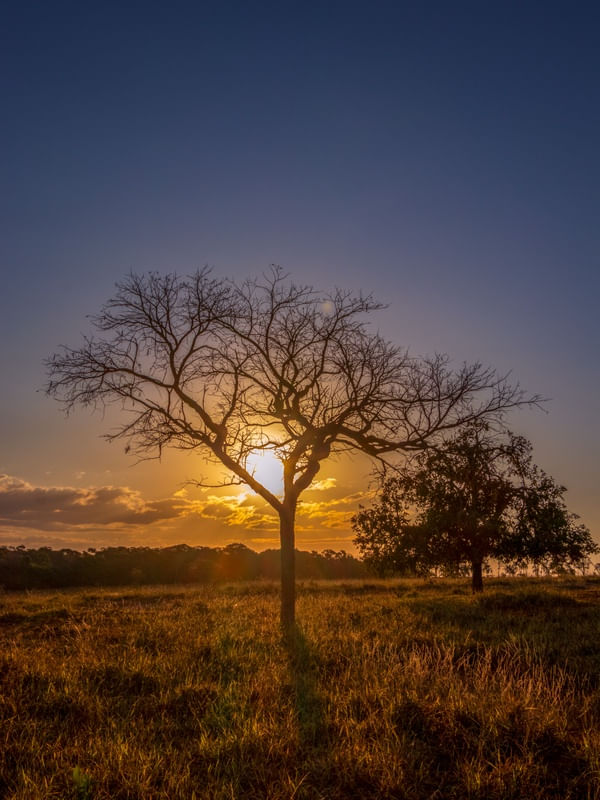 PÔR DO SOL ATRÁS DE UMA ÁRVORE NO CAMPO