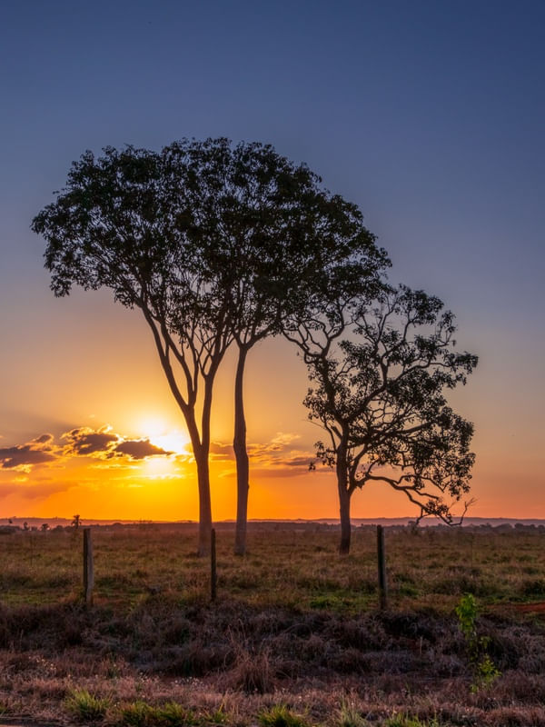 PÔR DO SOL COM ÁRVORES NO CAMPO