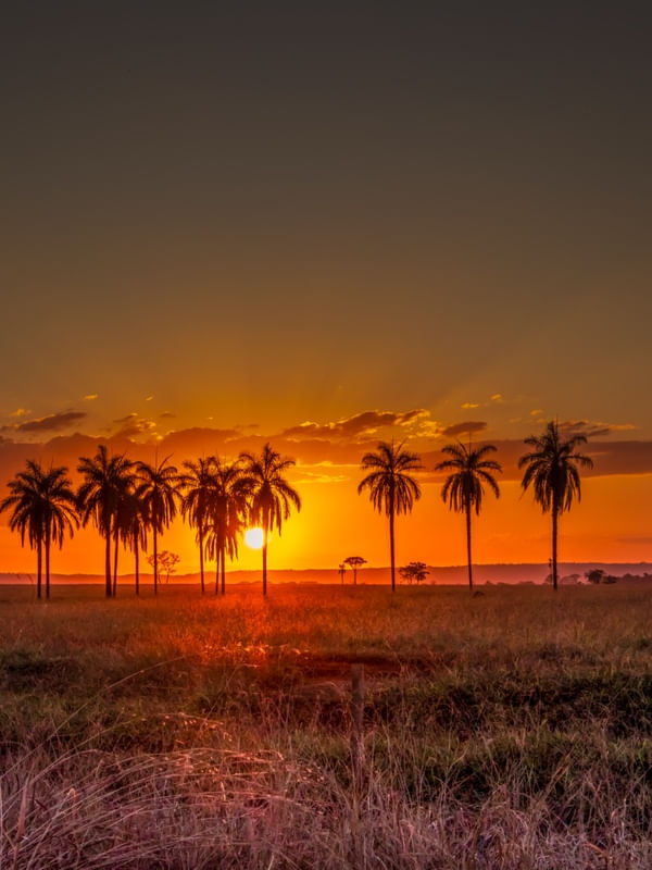 PÔR DO SOL ENTRE PALMEIRAS NO CAMPO