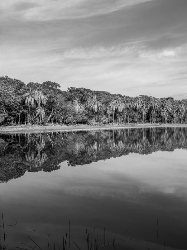 PALMEIRAS REFLETIDAS NAS ÁGUAS DO LAGO EM PRETO E BRANCO 02