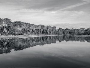 PALMEIRAS REFLETIDAS NAS ÁGUAS DO LAGO EM PRETO E BRANCO