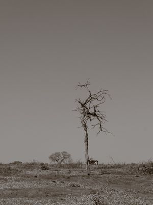 ÁRVORE SECA NO CERRADO