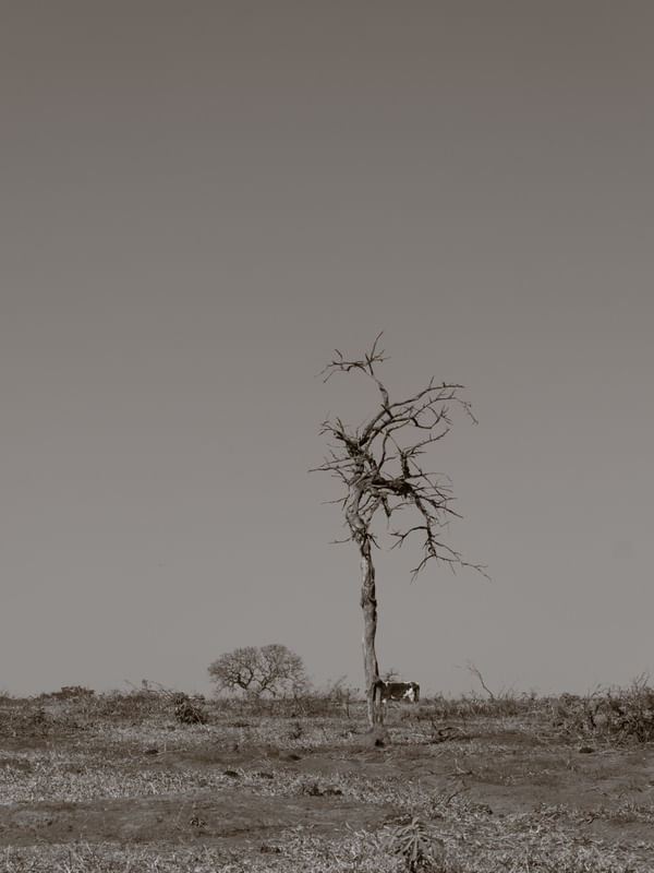 ÁRVORE SECA NO CERRADO
