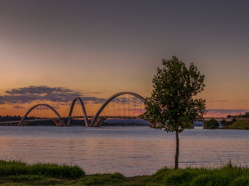 PONTE JK AO ANOITECER COM UMA ÁRVORE EM DESTAQUE