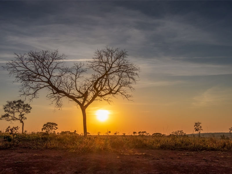 PÔR DO SOL COM ÁRVORE SECA NO CERRADO
