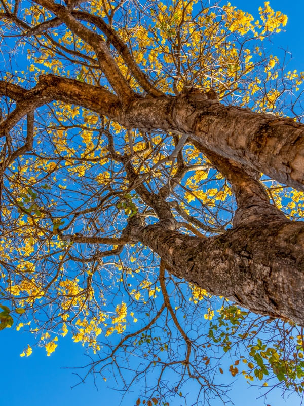 IPÊ AMARELO VISTO DE BAIXO PRA CIMA