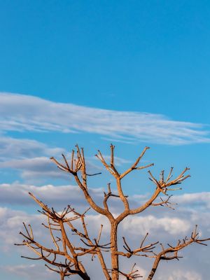 GALHOS EM CONTRASTE COM O CÉU