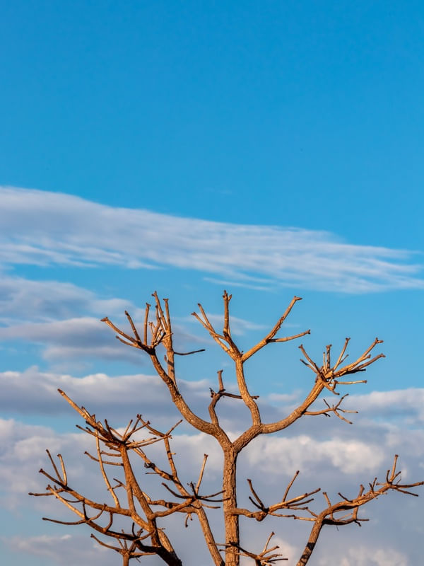 GALHOS EM CONTRASTE COM O CÉU