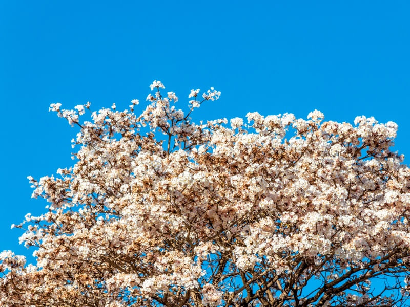 FLORES DO IPÊ BRANCO