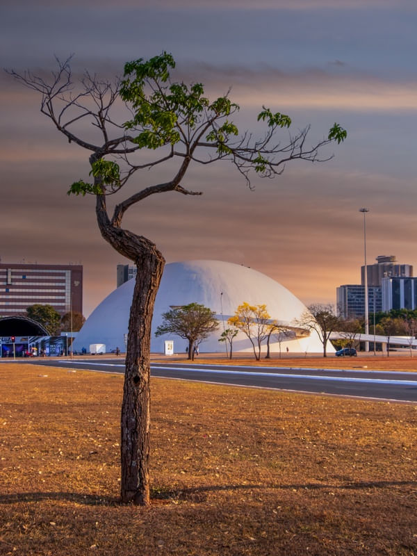 ÁRVORE E O MUSEU NACIONAL DA REPÚBLICA