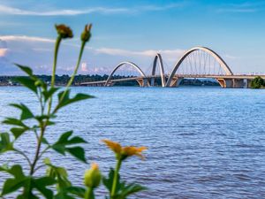 FLORES DO CERRADO COM A PONTE JK AO FUNDO