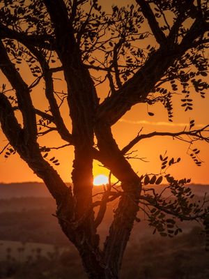 ÁRVORE COM PÔR DO SOL ALARANJADO NO CERRADO