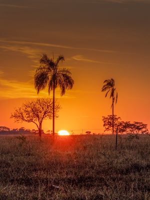 PÔR DO SOL COM PALMEIRAS NO CERRADO