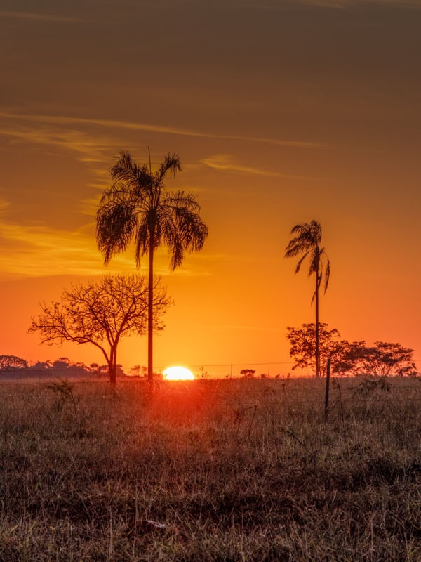 PÔR DO SOL COM PALMEIRAS NO CERRADO