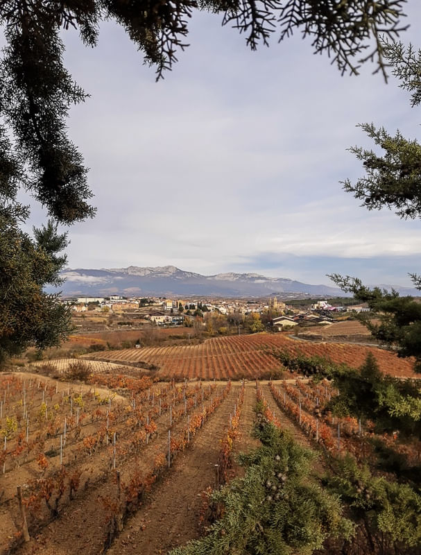 VINÍCOLA ESPANHOLA