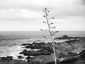O OLHAR SOLITÁRIO PARA O OCEANO PACÍFICO