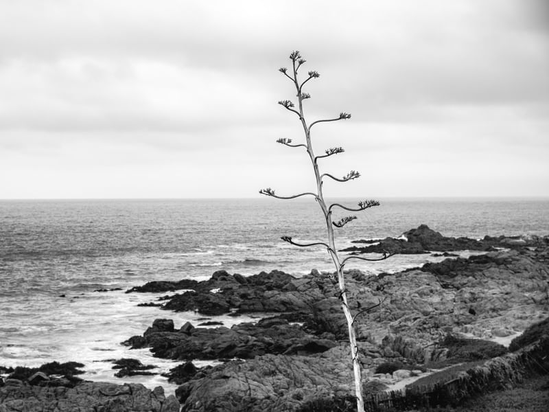 O OLHAR SOLITÁRIO PARA O OCEANO PACÍFICO