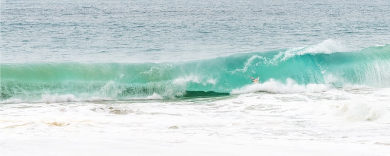 O MAR GELADO DO PACÍFICO E SUAS AVES