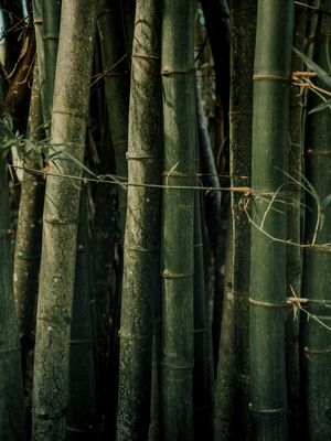 BAMBU NATURE