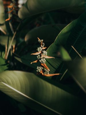FLORES DE TIMBÓ