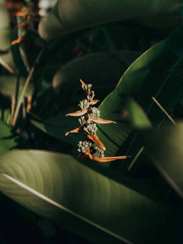 FLORES DE TIMBÓ