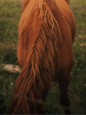 HORSE CARAMEL