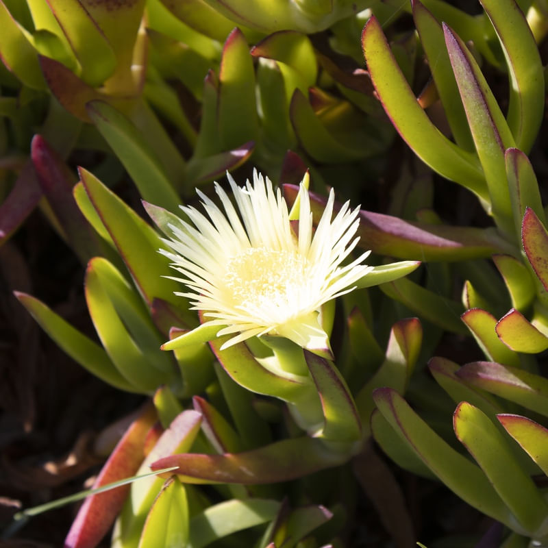 CARPOBROTUS