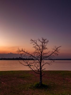 ÁRVORE EM FRENTE AO LAGO