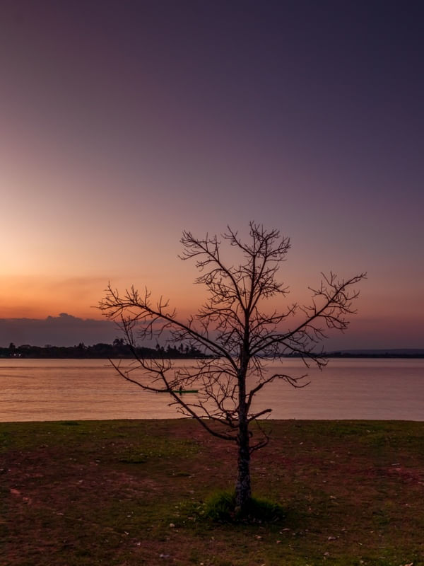 ÁRVORE EM FRENTE AO LAGO