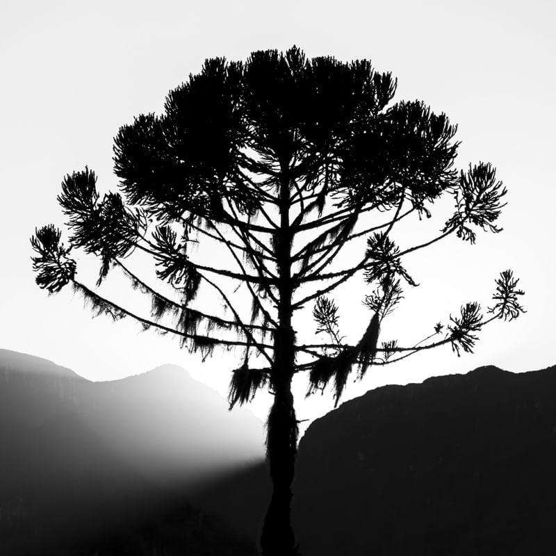 ARAUCARIA DE ORLEANS