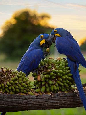 ARARA AZUL CASAL
