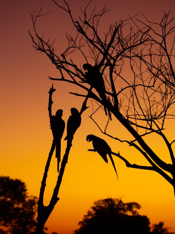 SUNSET ARARAS
